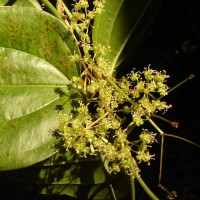 Smilax perfoliata Lour.